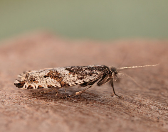 49.201 BF1117 Ancylis unguicella