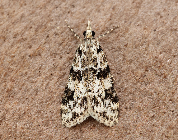 63.072 BF1343 Eudonia delunella