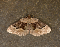 70.055 BF1726 Large Twin-spot Carpet