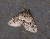 70.082 BF1771 Juniper Carpet Thera juniperata