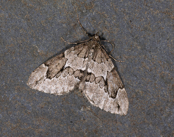 70.082 BF1771 Juniper Carpet Thera juniperata