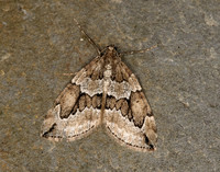 70.082 BF1771 Juniper Carpet Thera juniperata