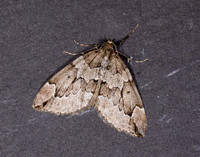 70.082 BF1771 Juniper Carpet Thera juniperata