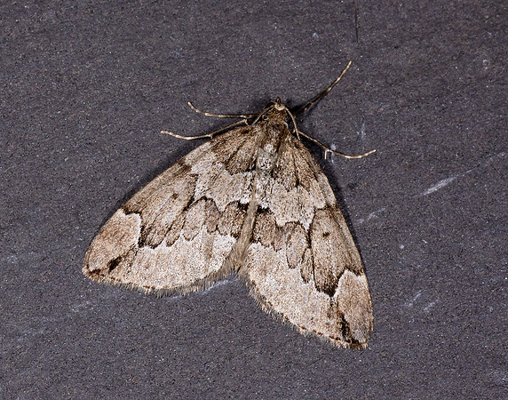 70.082 BF1771 Juniper Carpet Thera juniperata