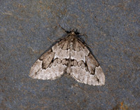 70.082 BF1771 Juniper Carpet Thera juniperata