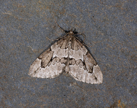 70.082 BF1771 Juniper Carpet Thera juniperata