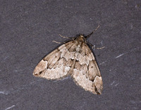 70.082 BF1771 Juniper Carpet Thera juniperata