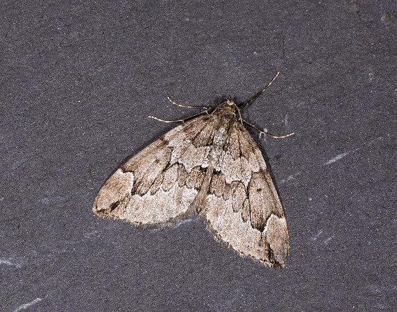 70.082 BF1771 Juniper Carpet Thera juniperata