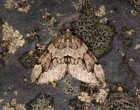 70.082 BF1771 Juniper Carpet Thera juniperata