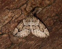 70.082 BF1771 Juniper Carpet Thera juniperata