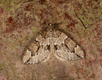 70.082 BF1771 Juniper Carpet Thera juniperata
