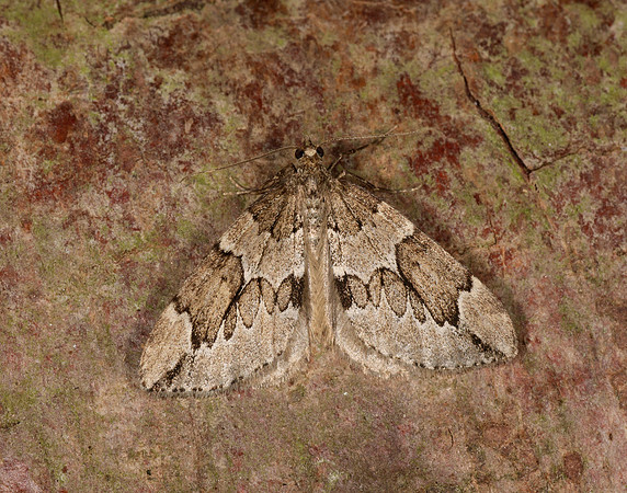 70.082 BF1771 Juniper Carpet Thera juniperata