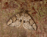 70.082 BF1771 Juniper Carpet Thera juniperata