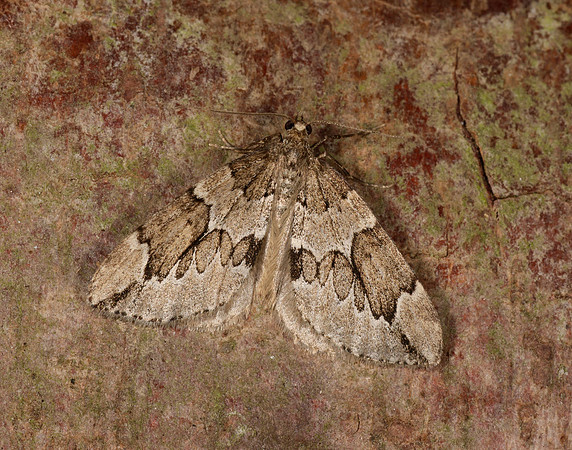 70.082 BF1771 Juniper Carpet Thera juniperata