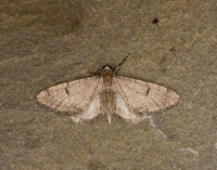 70.171 BF1844 Ochreous Pug Eupithecia indigata