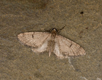 70.171 BF1844 Ochreous Pug Eupithecia indigata