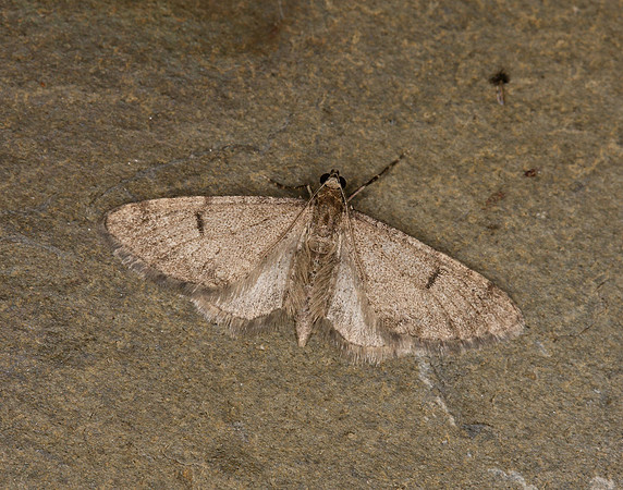 70.171 BF1844 Ochreous Pug Eupithecia indigata