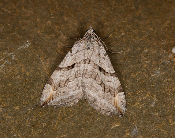 70.193 BF1868 Lesser Treble-bar Aplocera efformata