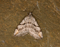70.193 BF1868 Lesser Treble-bar Aplocera efformata