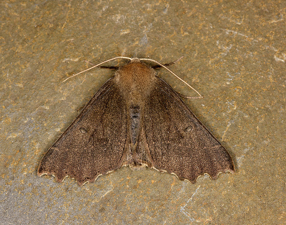 70.235 BF1914 Dusky Thorn Ennomos fuscantaria