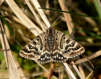 72.084 BF2462 Mother Shipton Euclidia mi