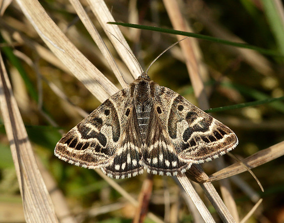 72.084 BF2462 Mother Shipton Euclidia mi