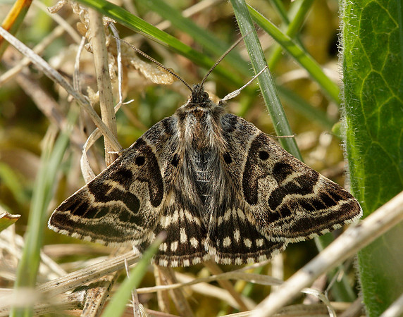 72.084 BF2462 Mother Shipton Euclidia mi