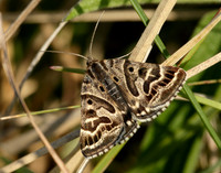 72.084 BF2462 Mother Shipton Euclidia mi