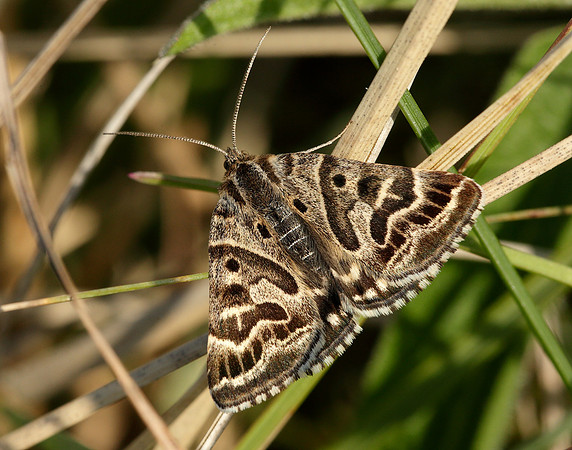 72.084 BF2462 Mother Shipton Euclidia mi