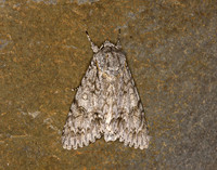 73.039 BF2279 Sycamore Acronicta aceris