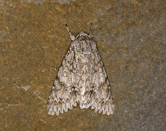 73.039 BF2279 Sycamore Acronicta aceris