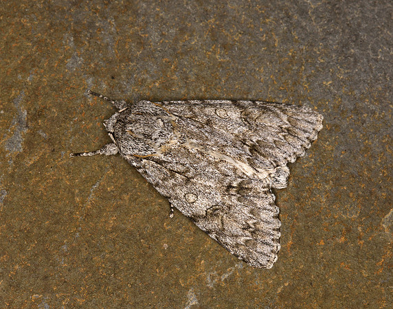 73.039 BF2279 Sycamore Acronicta aceris