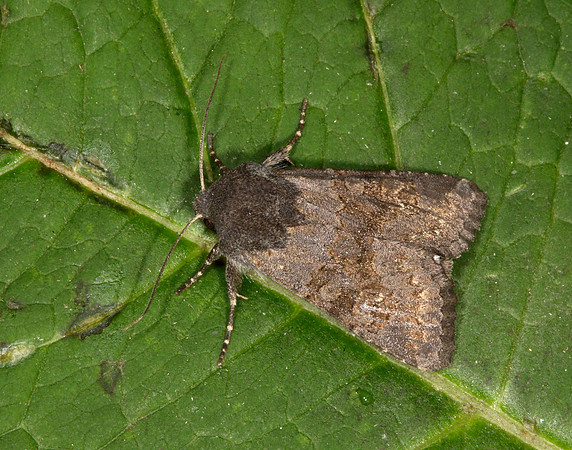 73.231 BF2231 Deep-brown Dart Aporophyla lutulenta