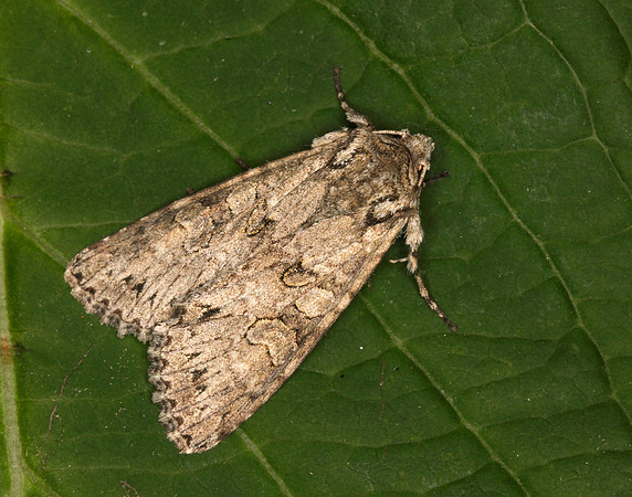 73.261 BF2150 Grey Arches Polia nebulosa