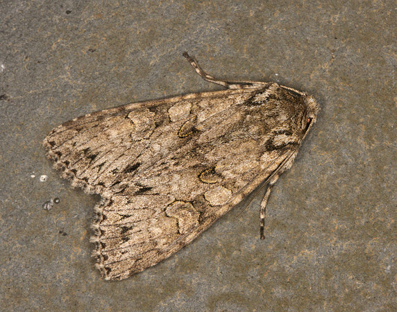 73.261 BF2150 Grey Arches Polia nebulosa