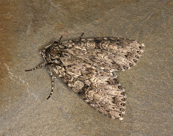 73.261 BF2150 Grey Arches Polia nebulosa