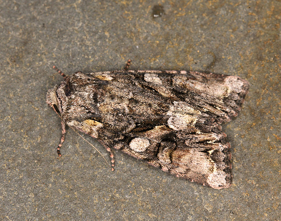 73.265 BF2156 Beautiful Brocade Lacanobia contigua