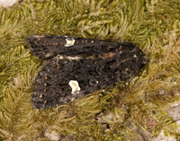 73.270 BF2155 Dot Moth Melanchra persicariae