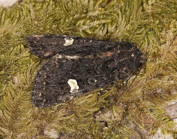 73.270 BF2155 Dot Moth Melanchra persicariae