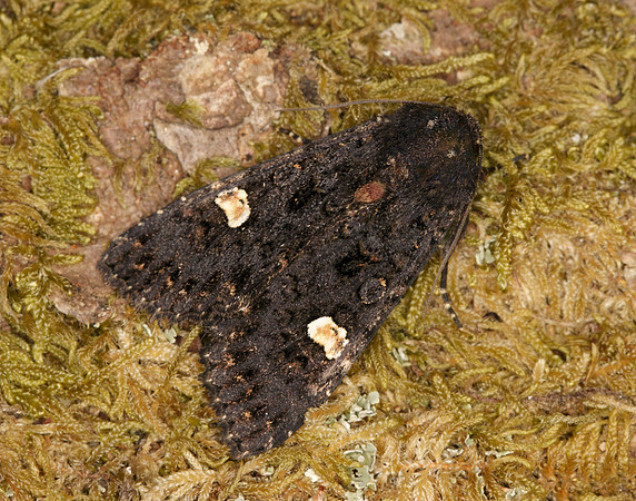 73.270 BF2155 Dot Moth Melanchra persicariae