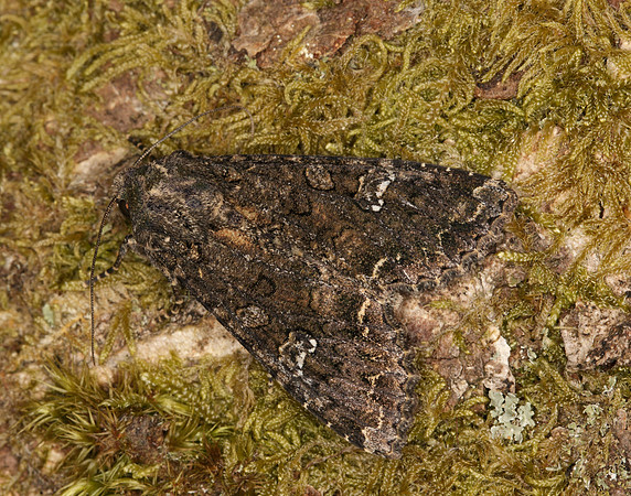 73.274 BF2154 Cabbage Moth Mamestra brassicae