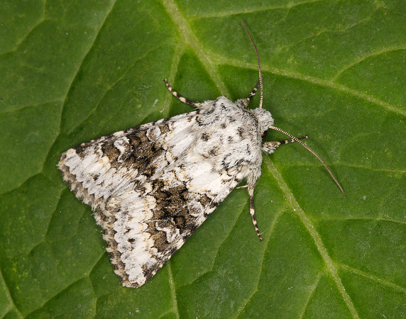 73.279 BF2164 Broad-barred White Hecatera bicolorata