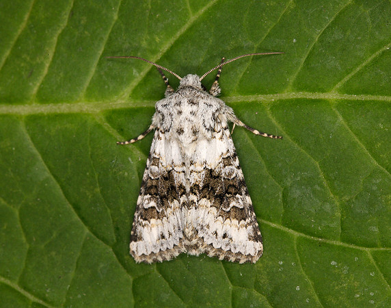 73.279 BF2164 Broad-barred White Hecatera bicolorata