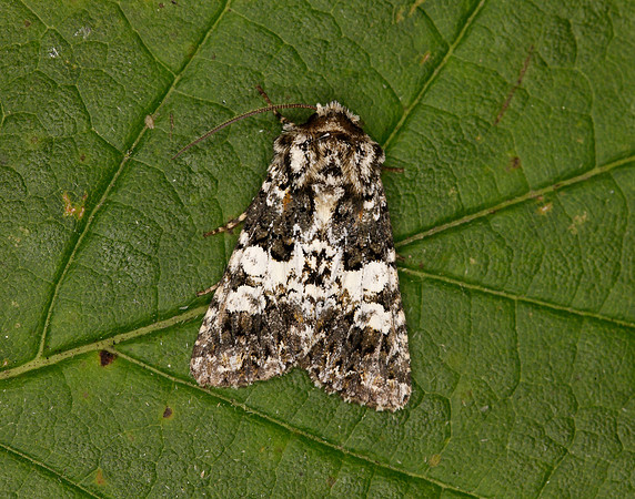 73.282 BF2170 Varied Coronet Hadena compta