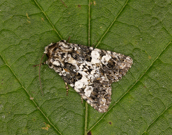 73.282 BF2170 Varied Coronet Hadena compta