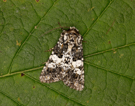 73.282 BF2170 Varied Coronet Hadena compta