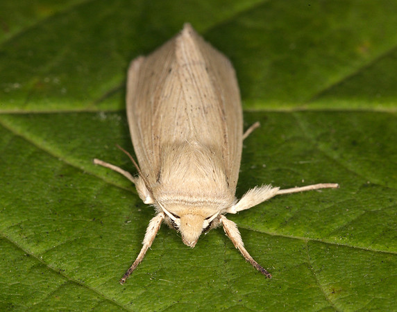 73.294 BF2197 Southern Wainscot Mythimna straminea