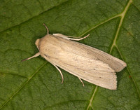 73.294 BF2197 Southern Wainscot Mythimna straminea