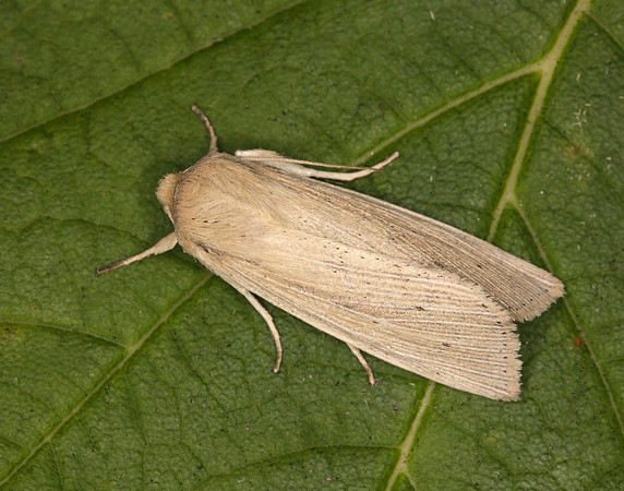 73.294 BF2197 Southern Wainscot Mythimna straminea