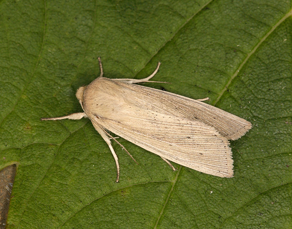 73.294 BF2197 Southern Wainscot Mythimna straminea